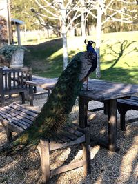 Close-up of bird on wooden post in park