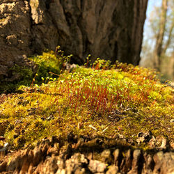 Close-up of moss growing on tree trunk