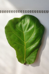 High angle view of green leaves