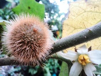 Close-up of flowers