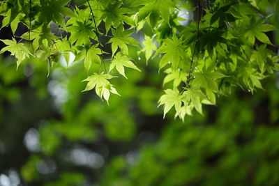 Close-up of leaves against blurred background