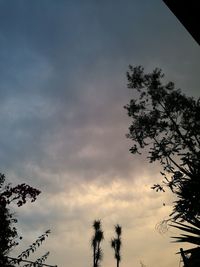 Silhouette trees against dramatic sky