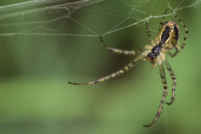 Close-up of spider on web