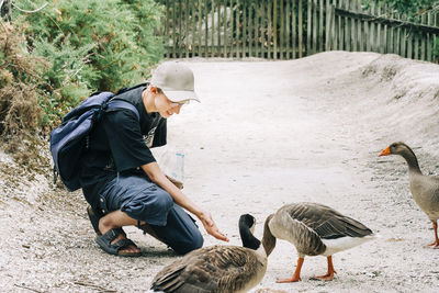 Side view of man and birds on land