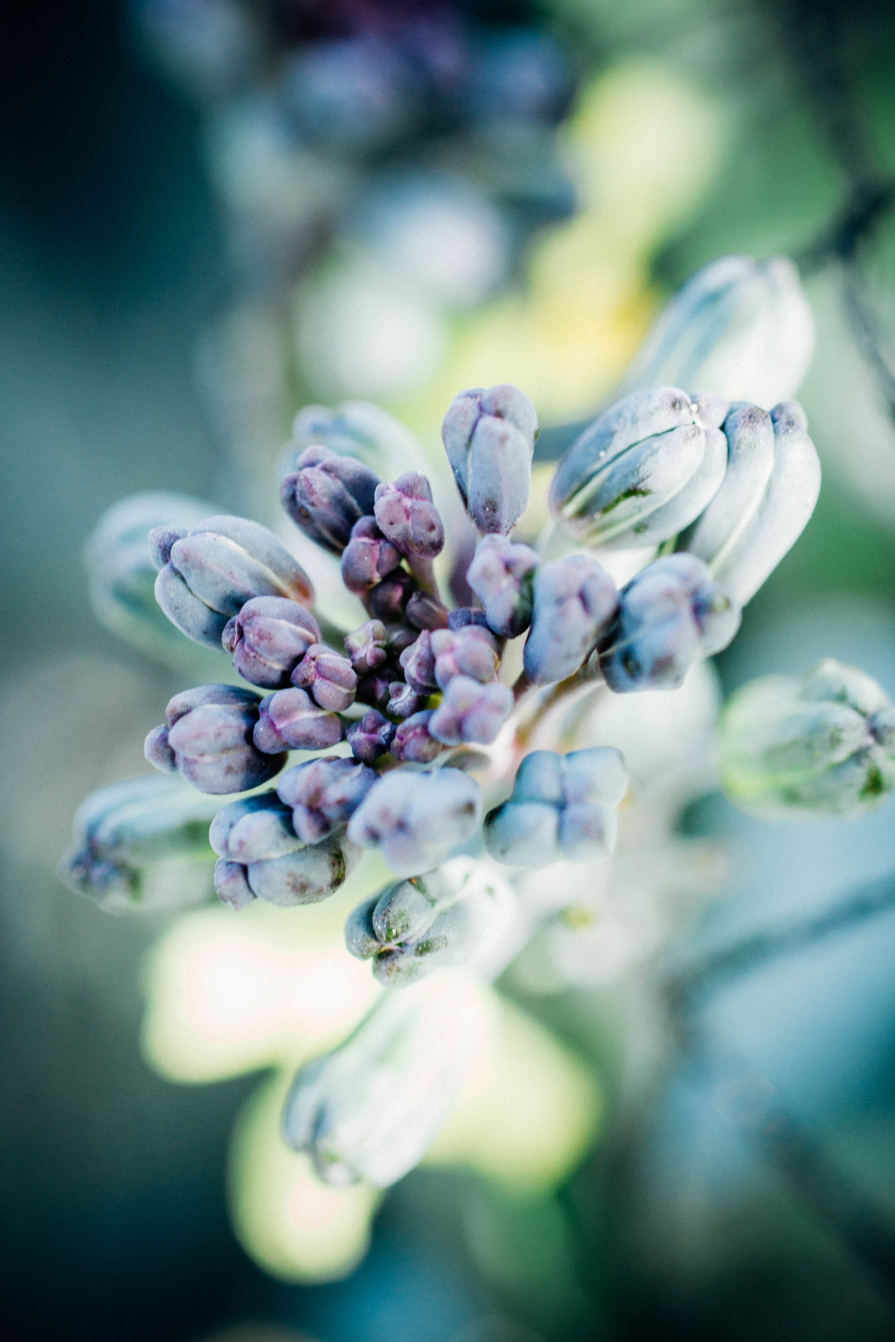 Purple sprouting broccoli