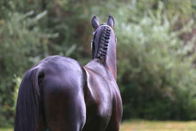 Close-up of a horse on field