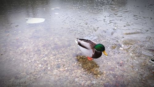 High angle view of duck swimming in lake