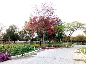 Footpath in park