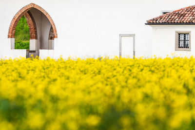 Scenic view of oilseed rape field