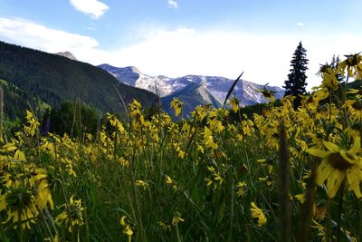 Yellow flowering plants on field against sky