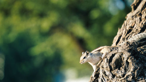 Fox squirrel or gilhari eating ground nut on a tree branch.
