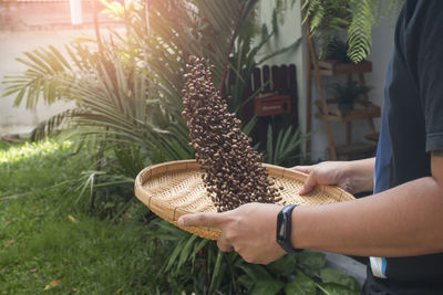 Midsection of woman holding plants