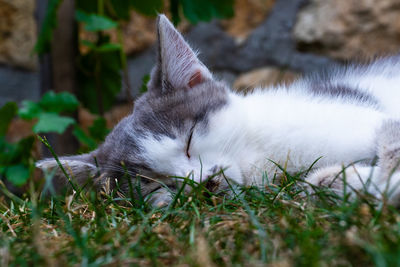 Cat resting on a field