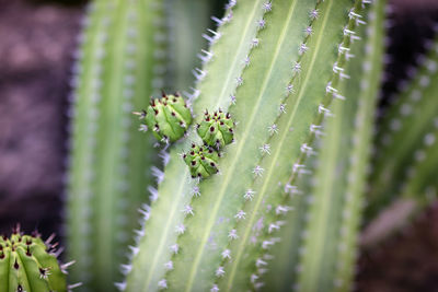 Close-up of cactus