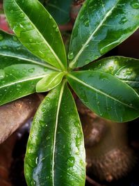 Close-up of wet plant leaves