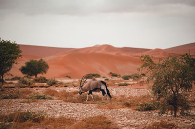 Oryx in sand dunes