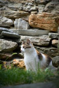 Cat on stone wall