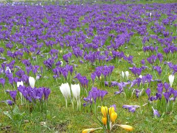 Close-up of purple crocus flowers blooming on field