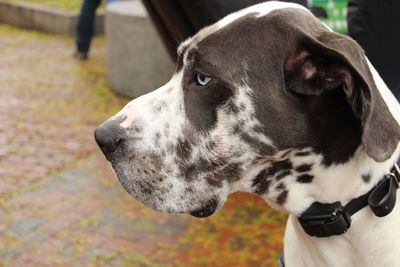 Close-up of a dog looking away