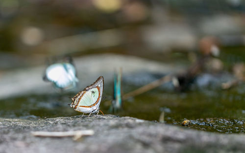 Close-up of butterfly on rock