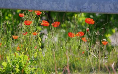 Close-up of red poppy blooming in field