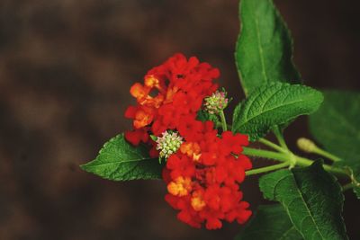 Close-up of red flowering plant