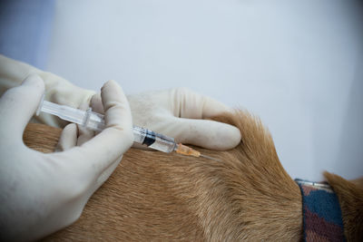 Cropped hands of vet injecting dog at hospital