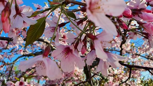 Low angle view of cherry blossoms on branch