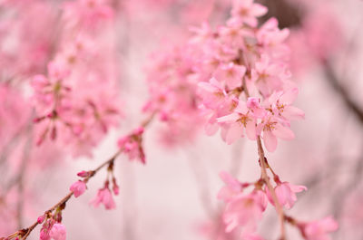 Close-up of pink cherry blossom