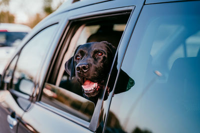 Dog looking through car