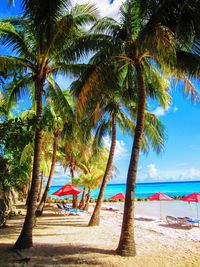 Palm trees on beach against sky