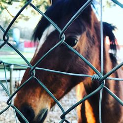 Close-up of horse seen through chainlink fence