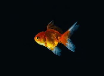 Close-up of fish swimming in sea