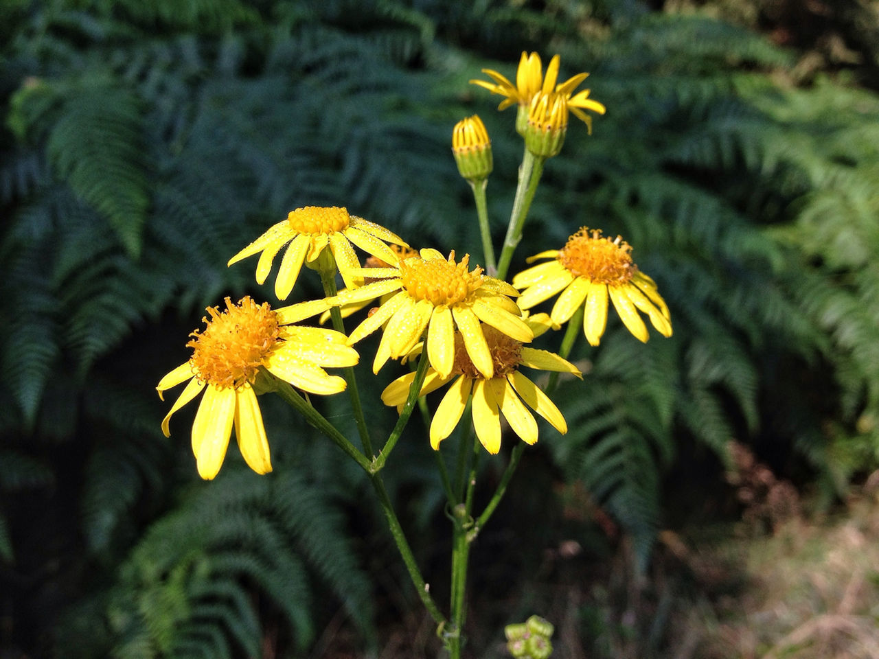 flower, yellow, freshness, petal, fragility, growth, flower head, focus on foreground, beauty in nature, nature, close-up, blooming, plant, pollen, in bloom, blossom, day, outdoors, stem, no people