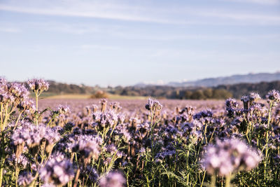 Purple flowering plants on field against sky