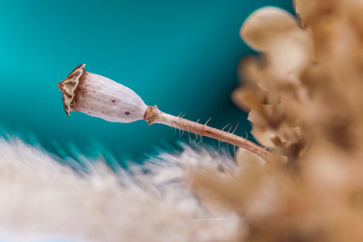 Close-up of poppy plant