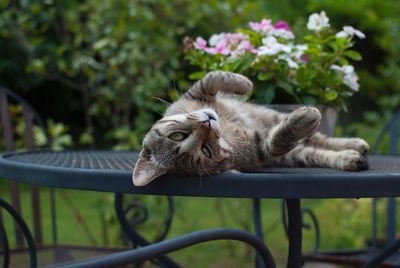 Close-up of cat lying on table in yard