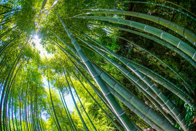 Low angle view of palm trees in forest