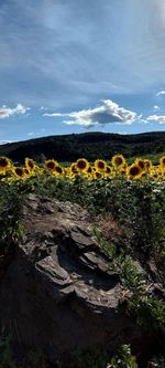 Plants growing on land against sky