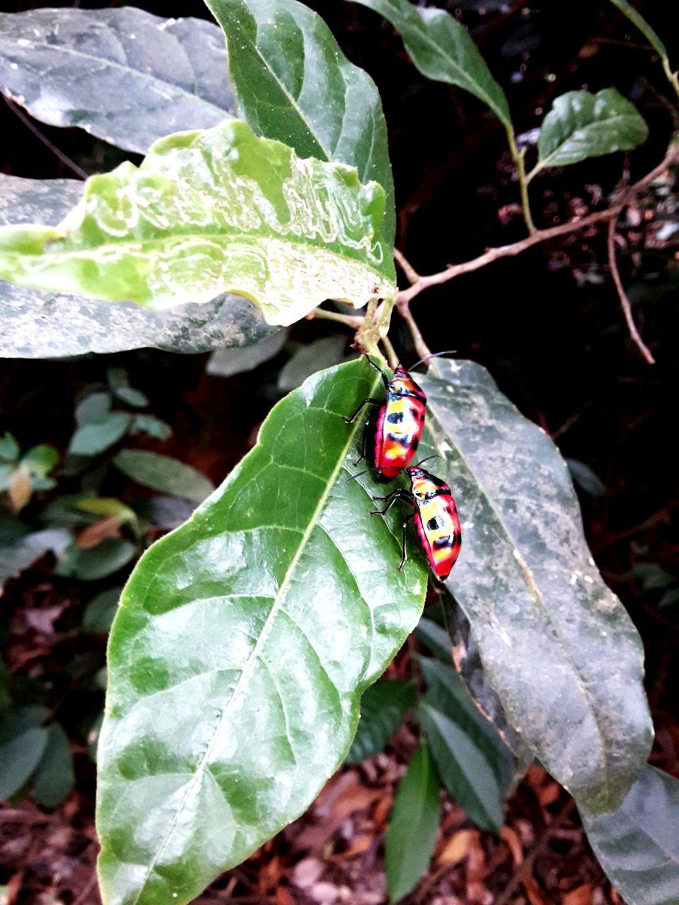 CLOSE-UP OF LADYBUG ON PLANT