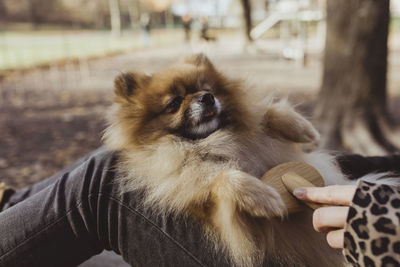 Midsection of woman brushing fluffy pomeranian at park