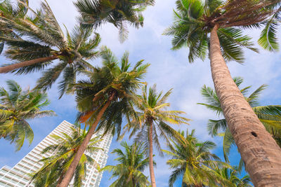 Beautiful tropical cityscape with modern architecture and palm trees view looking up.