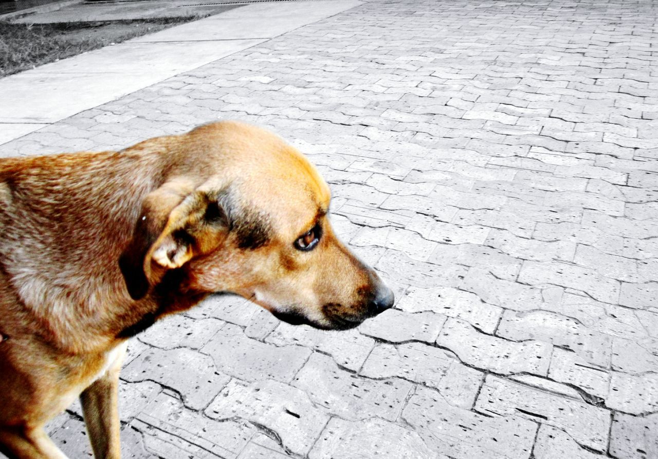 animal themes, one animal, mammal, domestic animals, pets, dog, relaxation, brown, cobblestone, lying down, animal head, street, high angle view, footpath, close-up, zoology, outdoors, no people, day, resting