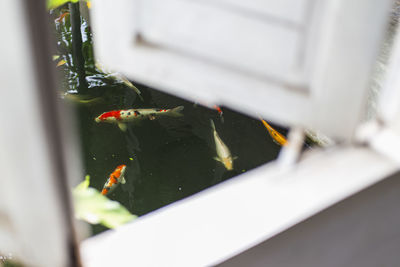 Close-up of crab on glass window