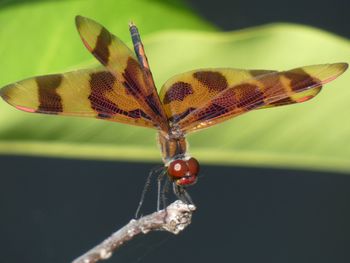 Close-up of butterfly on flower