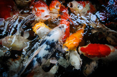 Close-up of koi carps swimming in pond