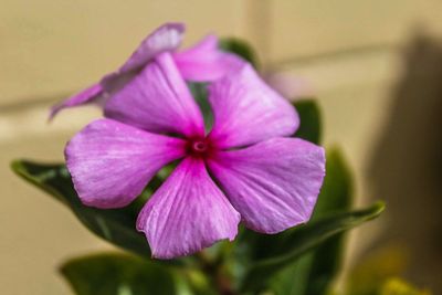 Close-up of pink flowers