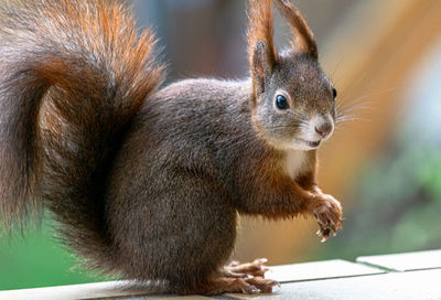 Close-up of squirrel