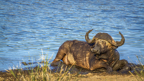 Elephant in a lake