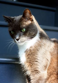 Close-up portrait of cat